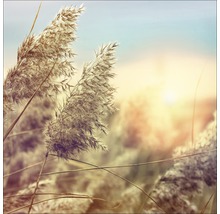 Roseaux à contre-jour