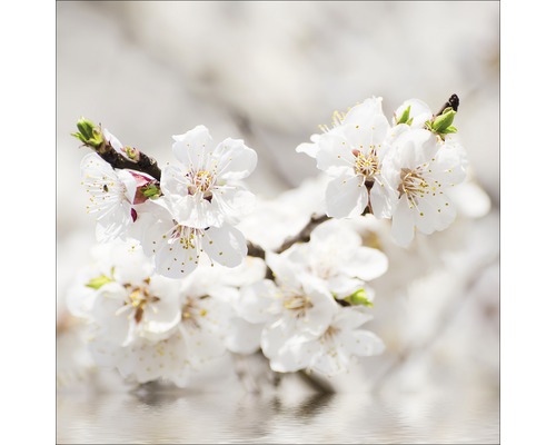 Gros plan sur une branche de fleurs d''abricotier avec des fleurs blanches