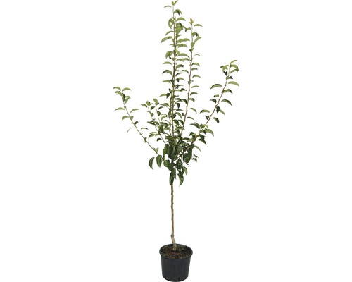 Jeune arbre fruitier en pot