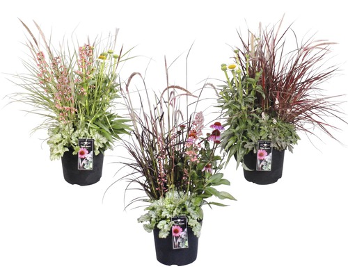 Stauden MixTriple Beauty Stockholm FloraSelf Co 7,5 L