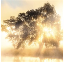 Scène matinale avec des arbres et du brouillard au bord de l''eau