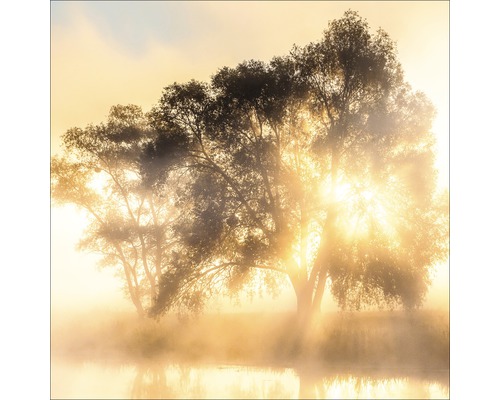 Scène matinale avec des arbres et du brouillard au bord de l''eau