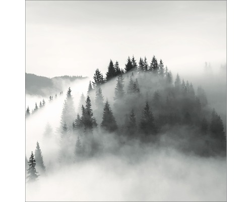Forêt brumeuse avec des conifères