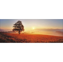 Image de paysage avec arbre, prairie et lever de soleil