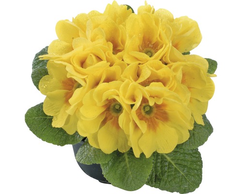 Primevère FloraSelf Primula acaulis pot Ø 9 cm assortie Primevère FloraSelf Primula acaulis pot Ø 9 cm assortie