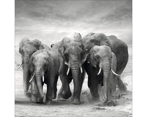 Tableau en verre Elephant Family 80x80 cm