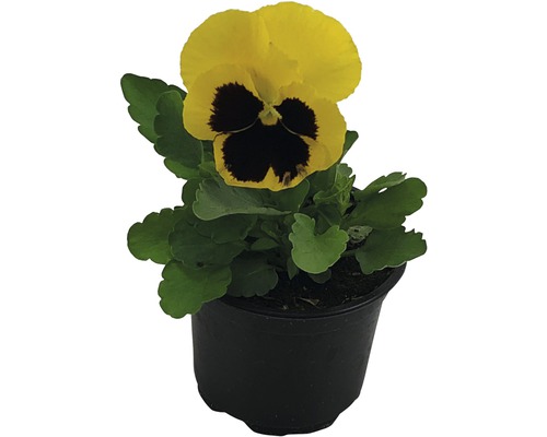 Pensée, Viola wittrockiana, pot de 9, jaune, avec oeil Pensée, Viola wittrockiana, pot de 9, jaune, avec oeil