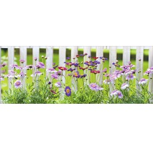 Parterre de fleurs avec des marguerites devant une clôture de jardin