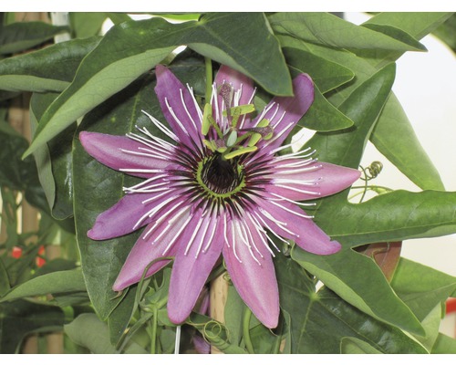 Gros plan d''une fleur de la passion avec des feuilles