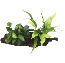 Speerblatt mit Schwarzwurzelfarn auf Wurzel - Anubias nana mit Microsorum pteropus ca. 21 x 7 x 15 cm