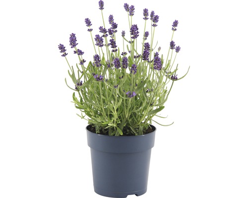 Lavande FloraSelf Lavandula angustifolia 'Felice' h 15-20 cm pot Ø 12 cm