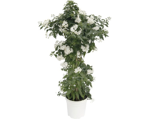 Morelle faux jasmin FloraSelf Solanum jasminoides pot de 14 cm pyramide