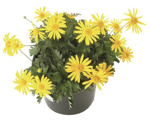 Euryops chrysanthemoides jaune pot Ø 11 cm