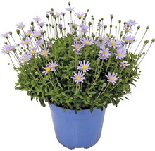 Aster en pot bleu