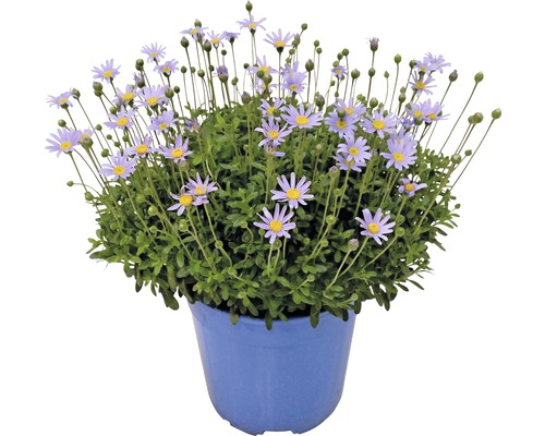 Aster en pot bleu