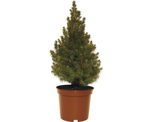 Épicéa blanc conique FloraSelf Picea glauca 'Conica' h 30-40 cm Co 3 l