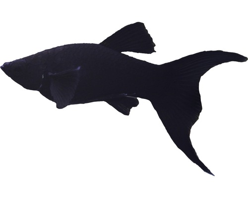 Fisch Black Molly Gabel - Poecilia sphenops
