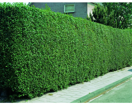 Dichte grüne Hecke als Gartenzaun