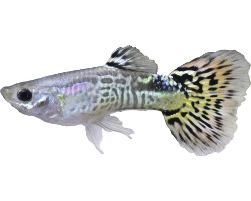Fisch Guppy Männchen Mix - Poecilia reticulata M