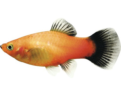 Fisch Platy Mix rot - Xiphophorus maculatus