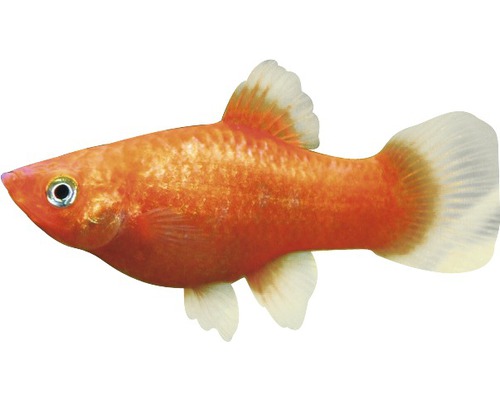 Poisson d''ornement Gold Molly