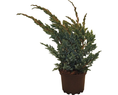 Genévrier rampant FloraSelf Juniperus squamata 'Meyeri' H 20-30 cm Co 2 L