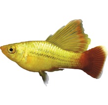 Poisson platy-perroquet vert à nageoires voiles - Xiphophorus variatus