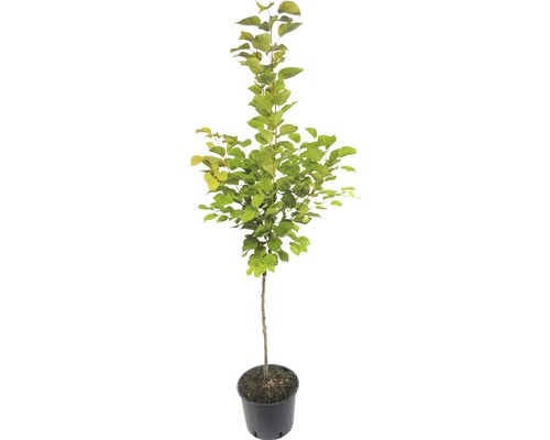 Pommier en pot avec feuilles