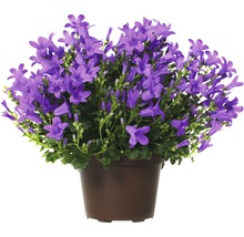 Campanule en pot