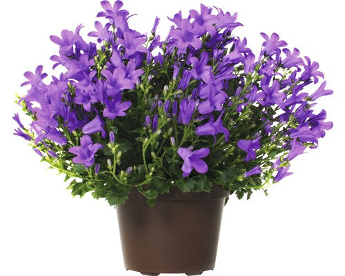 Dalmatiner Glockenblume FloraSelf Campanula portenschlagiana 'Get Mee' H 20-30 cm Ø 10,5 cm Topf Dalmatiner Glockenblume FloraSelf Campanula portenschlagiana 'Get Mee' H 20-30 cm Ø 10,5 cm Topf