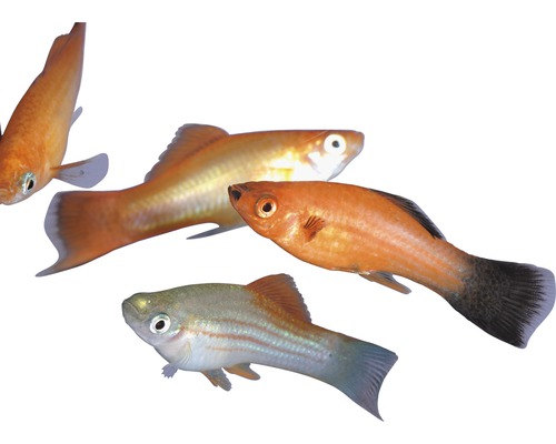 Fisch Schwertträger Mix bunt - Xiphophorus helleri