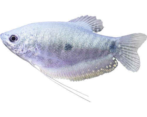 Fisch Blauer Fadenfisch - Trichogaster trichopterus