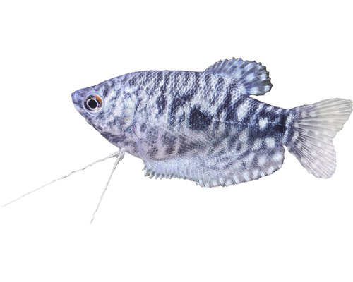 Fisch Marmorfadenfisch - Trichogaster trichopterus