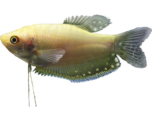 Fisch Goldener Fadenfisch - Trichogaster trichopterus