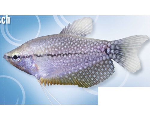 Fisch Mosaikfadenfisch - Trichogaster leeri