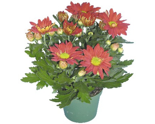 Mélange de chrysanthèmes FloraSelf Chrysanthemum indicum Mix Ø pot 12 cm