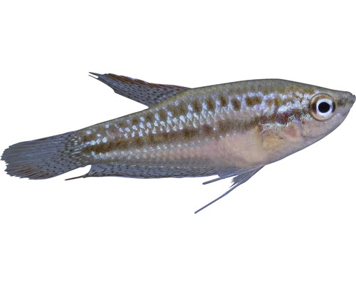 Fisch Knurrender Zwerggurami - Trichopsis pumila