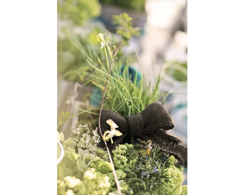 Dekorative Pflanzengruppe mit Schleife als Gartendekoration