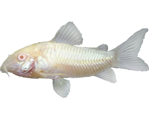 Fisch Albino Panzerwels - Corydoras aeneus