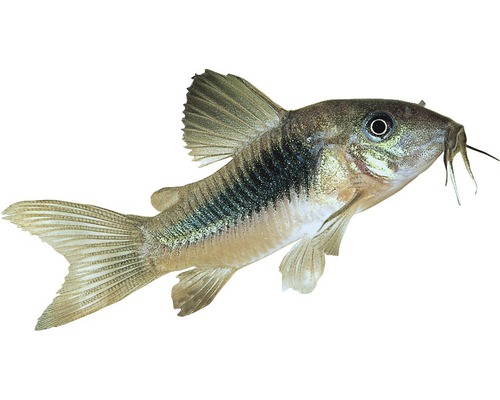 Fisch Metall Panzerwels - Corydoras aeneus