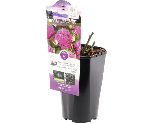 Heidi Klum Rose im Topf