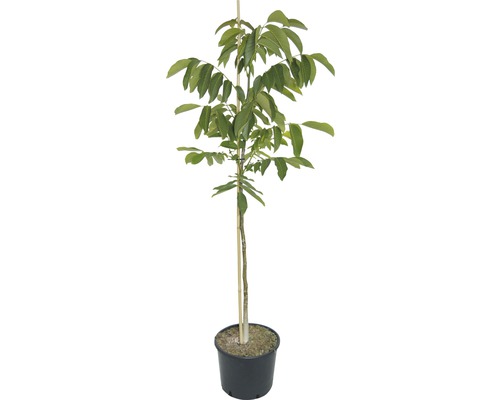 Plant de noyer FloraSelf Juglans regia H 150-180 cm Co 10 L Plant de noyer FloraSelf Juglans regia H 150-180 cm Co 10 L