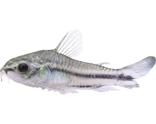 Fisch Zwergpanzerwels - Corydoras pygmaeus