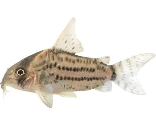 Fisch Schwartz Panzerwels - Corydoras schwartzi