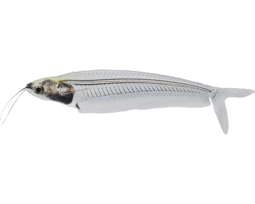 Fisch Indischer Glaswels - Kryptopterus bicirrhis