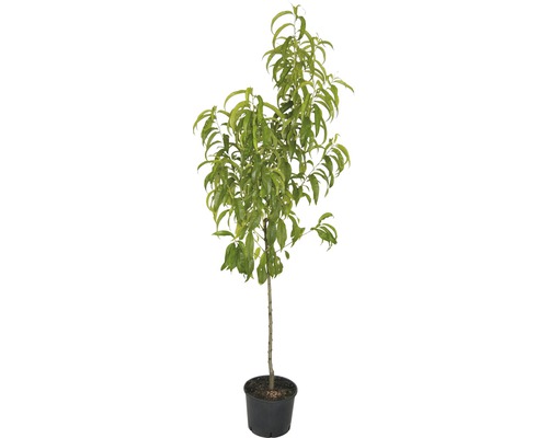 Bio Nektarine FloraSelf Bio Prunus nucipersica 'Crimson Gold' Co 7,5 L Busch Pfirsichbaum im Topf