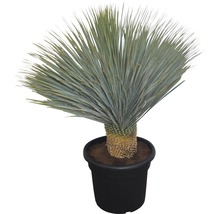 Yucca plante d''intérieur en pot