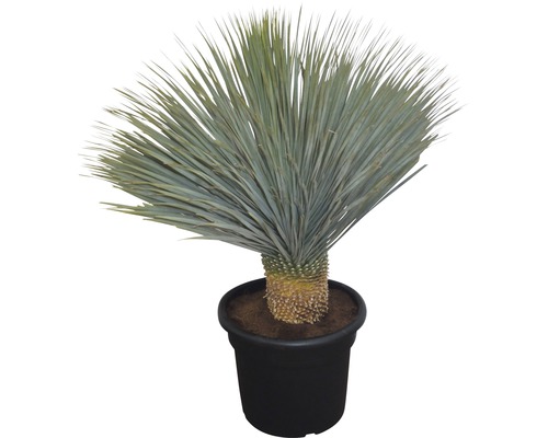 Yucca plante d''intérieur en pot