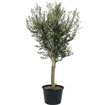 Olivenbaum FloraSelf Olea europaea H 120-140 cm Ø 40 cm Topf-thumb-0