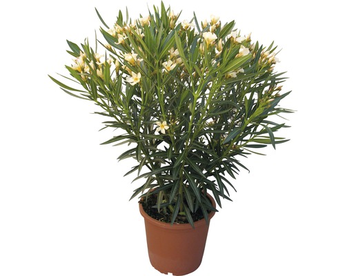 Laurier-rose Nerium oleander 40-60 cm pot de 20 cm jaune